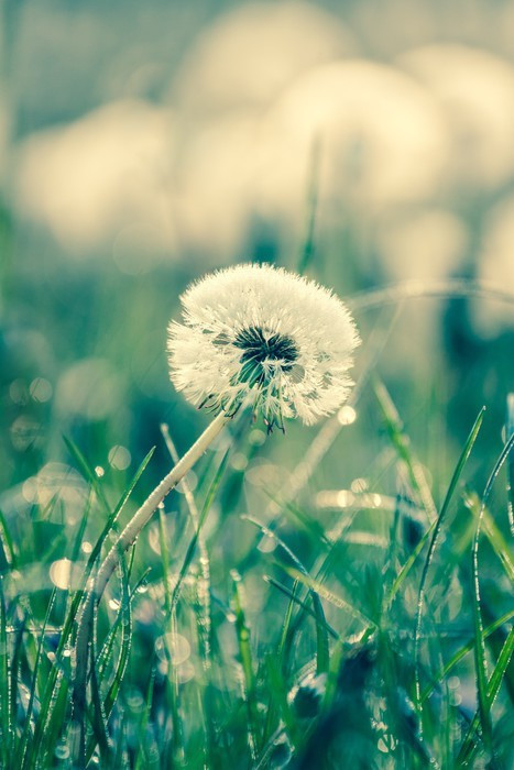 Fototapeta Piękno dandelions