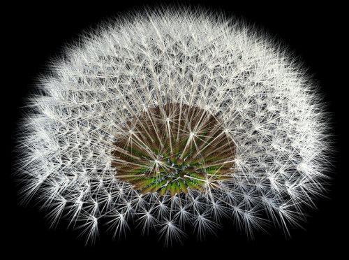 Fototapeta Dandelion Seeds na czarny, 3d Porozumienia Generated