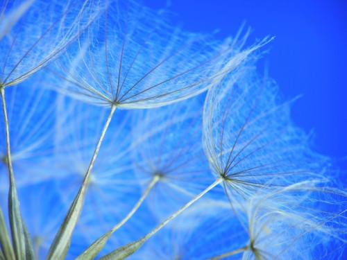 Fototapeta Dandelion nasion