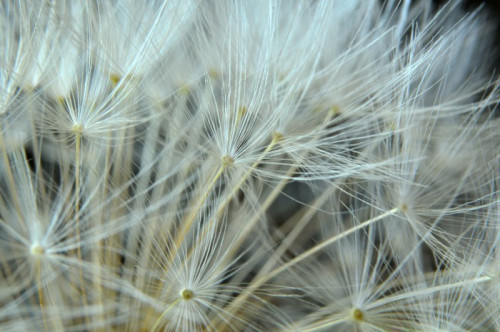 Fototapeta Bliska, z zegarem dandelion