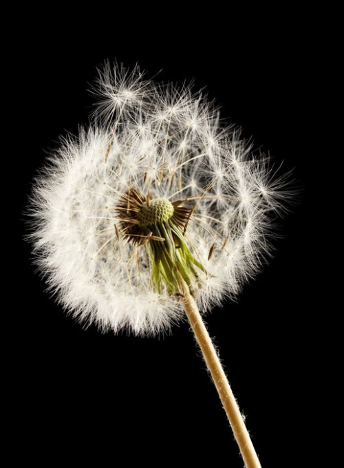 Fototapeta Piękne dandelion z nasion na czarnym tle