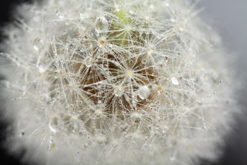 Fototapeta Szef dandelion, makro