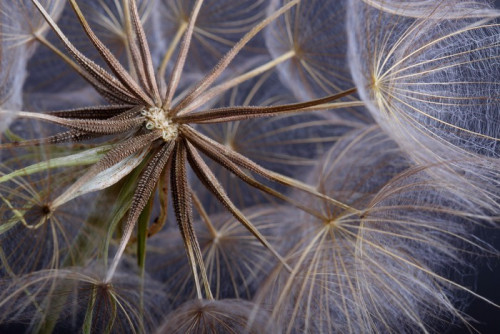 Fototapeta Closeup Dandelion Seed