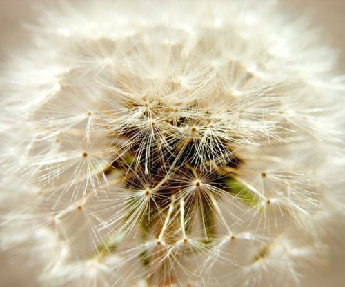 Fototapeta Seedy dandelion