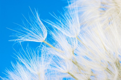 Fototapeta Dandelion close-up