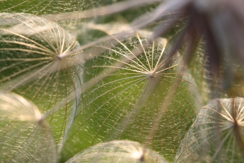 Fototapeta Ekstremalne makro Dandelion Seeds w podświetlany