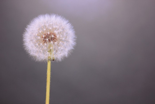 Fototapeta Dandelion na szarym tle