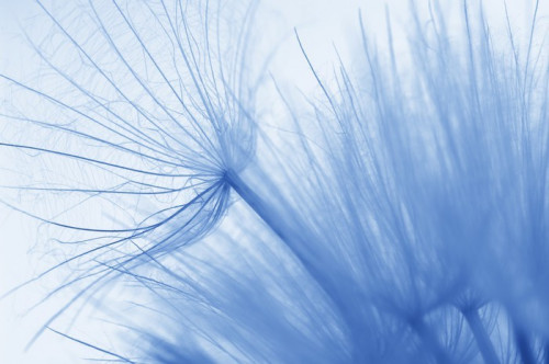 Fototapeta Dandelion close-up