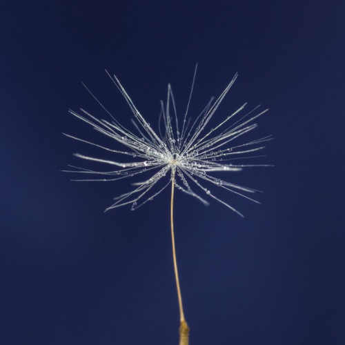 Fototapeta Single seed dandelion z kropli