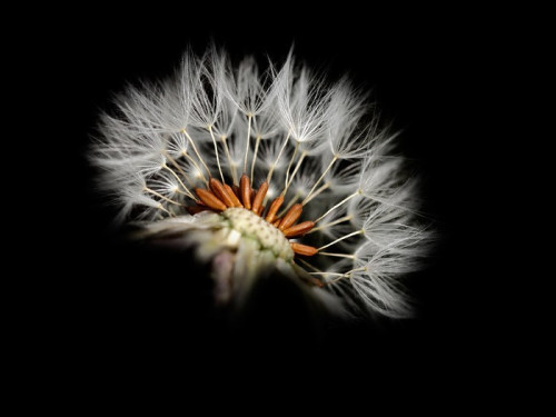 Fototapeta Dandelion nasion