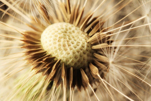 Fototapeta Szczegół Dandelion