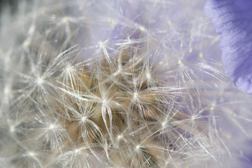 Fototapeta Dandelion kwiat szczegółowo