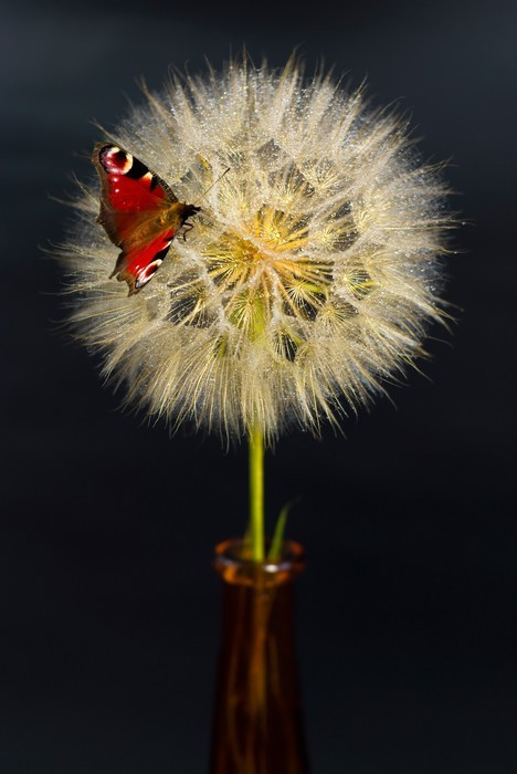 Fototapeta Piękny motyl mniszek z czerwonym na czarnym tle