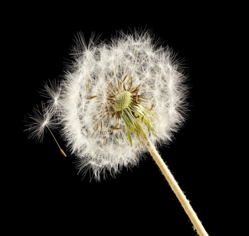 Fototapeta Piękne dandelion z nasion na czarnym tle