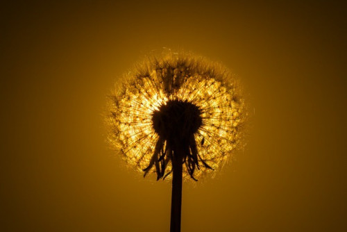 Fototapeta Dandelion zbliżenie na tle zachodu słońca