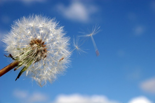 Fototapeta Głowy dandelion