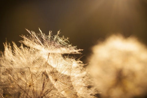 Fototapeta Dandelion Flower. Close-up