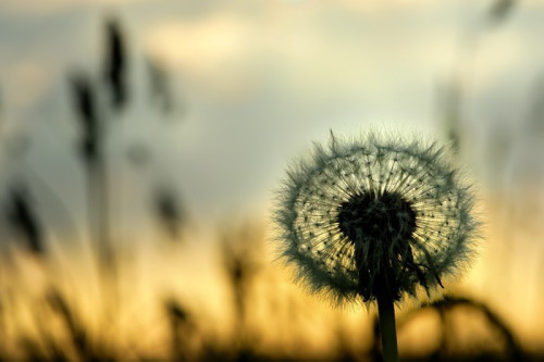 Fototapeta Dandelion na zachodzie słońca