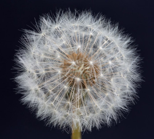 Fototapeta Szef Dandelion Seed