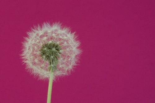 Fototapeta Dandelion na różowo