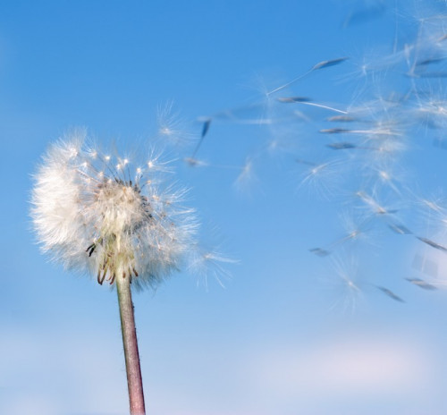 Fototapeta Wiatr Dandelion