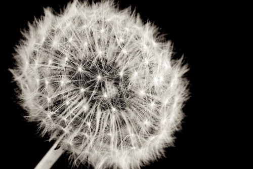 Fototapeta Makro Dandelion