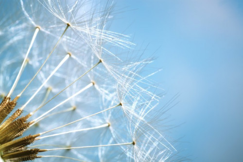 Fototapeta Dandelion - płytkie dof