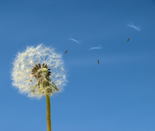 Fototapeta Dandelion z nasion odlatuje na b; niebo ue.