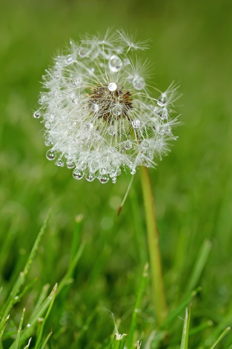 Fototapeta Dandelion wet