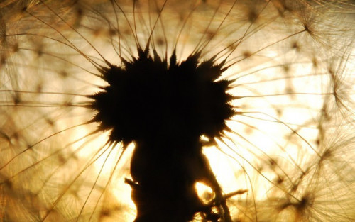 Fototapeta Dandelion nasion