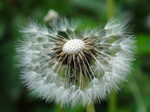 Fototapeta Kwiat dandelion