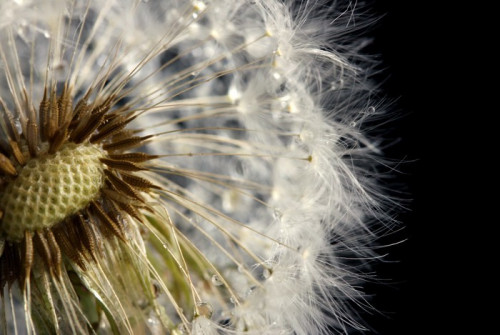 Fototapeta Piękne dandelion z nasion na czarnym tle