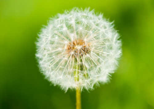 Fototapeta Big dandelion na tle zielona trawa