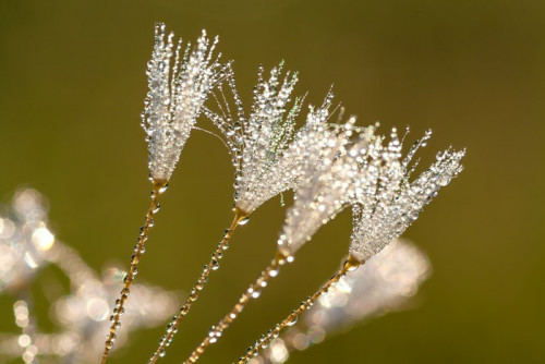 Fototapeta Dandelion kwiat z kroplami rosy