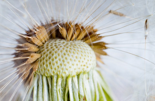 Fototapeta Dandelion. Zdjęcia makro z nasion na jasnym tle.