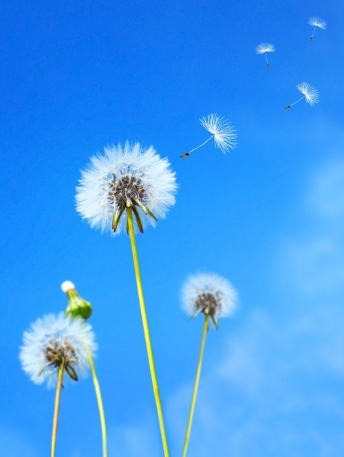 Fototapeta Dandelion