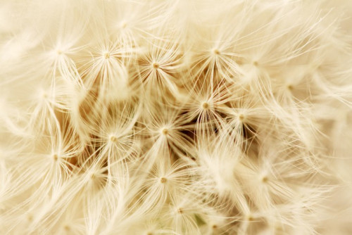 Fototapeta Szczegóły Dandelion na czarnym tle