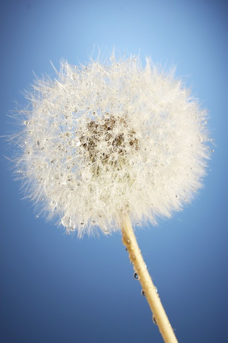 Fototapeta Piękne dandelion z nasion na niebieskim tle