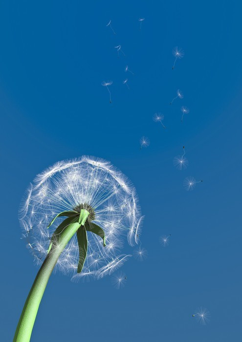 Fototapeta 3d dandelion