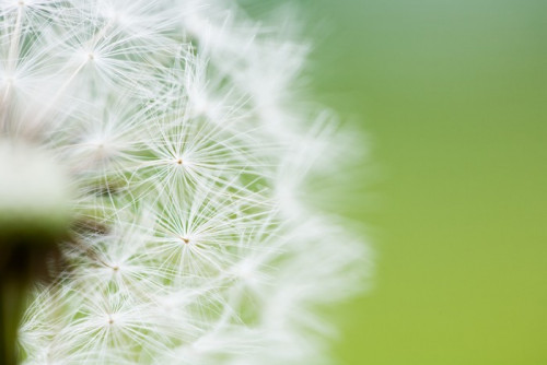 Fototapeta Zegar Dandelion Seeds