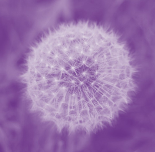 Fototapeta Dandelion w Lilac