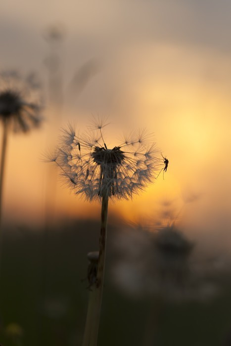 Fototapeta Dandelion z komara