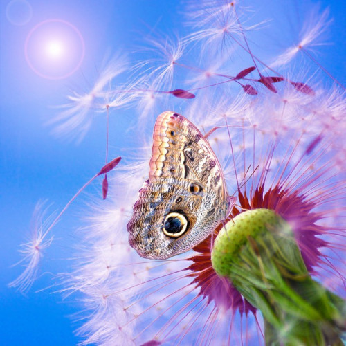 Fototapeta Dandelion z motylem