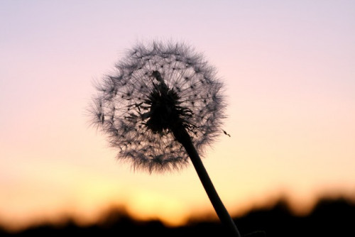 Fototapeta Dandelion w słońcu