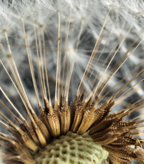 Fototapeta Close-up z głowy dandelion nasion