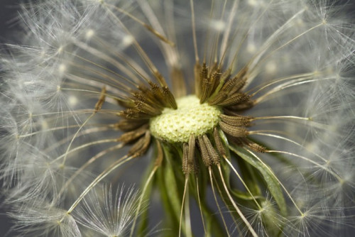 Fototapeta Dandelion close-up