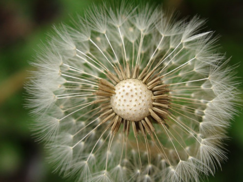 Fototapeta Kwiat dandelion