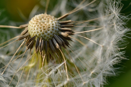 Fototapeta Szczegół z overblown mniszka lekarskiego (Taraxacum officinale)