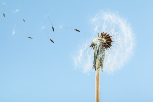 Fototapeta Dandelion