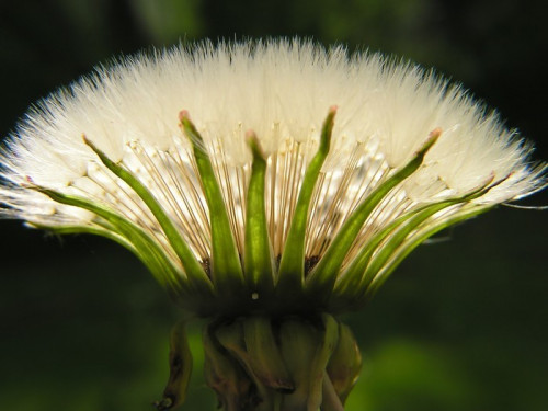 Fototapeta Dandelion nasion